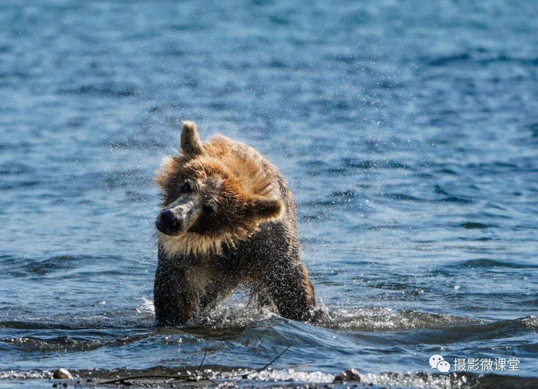 半岛棕熊捕鱼、白令海峡寻拍鲸鱼及自然风光专业摄影团不朽情缘正规网站【远东探险丨勘察加】7月野性堪察加(图1) 半岛棕熊捕鱼、白令海峡寻拍鲸鱼及自然风光专业摄影团不朽情缘正规网站【远东探险丨勘察加】7月野性堪察加(图1)
