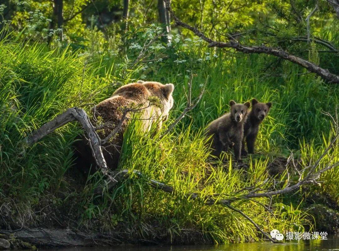 半岛棕熊捕鱼、白令海峡寻拍鲸鱼及自然风光专业摄影团不朽情缘正规网站【远东探险丨勘察加】7月野性堪察加(图3) 半岛棕熊捕鱼、白令海峡寻拍鲸鱼及自然风光专业摄影团不朽情缘正规网站【远东探险丨勘察加】7月野性堪察加(图3)