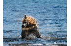 半岛棕熊捕鱼、白令海峡寻拍鲸鱼及自然风光